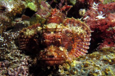 Bearded Scorpionfish camouflaged on rocks Cebu Philippines
