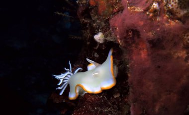 Bir Ardeadoris Egretta çıplaklığı olan Cebu Filipinleri 'ne yakın çekim
