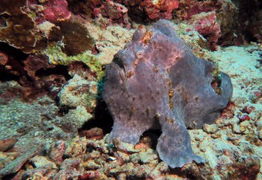 Gri Boyalı Kurbağa Balığı Pescador Adası Filipinleri