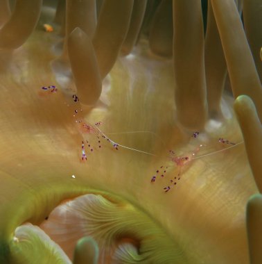 A pair of Cleaner Shrimps on anemone Cebu Philippines