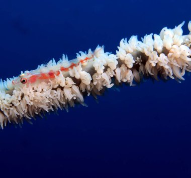 A Whip coral Goby on a white Whip coral Cebu Philippines  