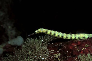 Bir Schultz boru balığı mercanlar üzerinde Panagsama plajı Cebu Filipinler