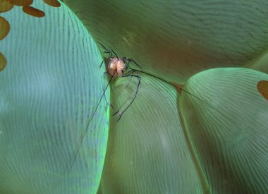 Bubble coral shrimp hiding inside bubble coral Cebu Philippines 