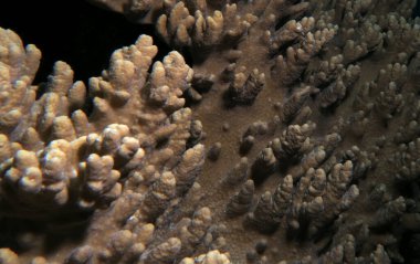 Bir Sinularia Spp yumuşak mercan Cebu Filipinleri 