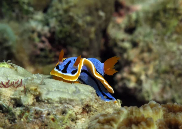 Close up view of a Chromodoris Annae nudibranch Cebu Philippines