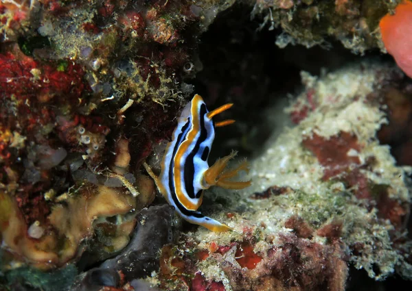 Chromodoris Michaeli Nudibranch Cebu Philippines — Stock Photo, Image