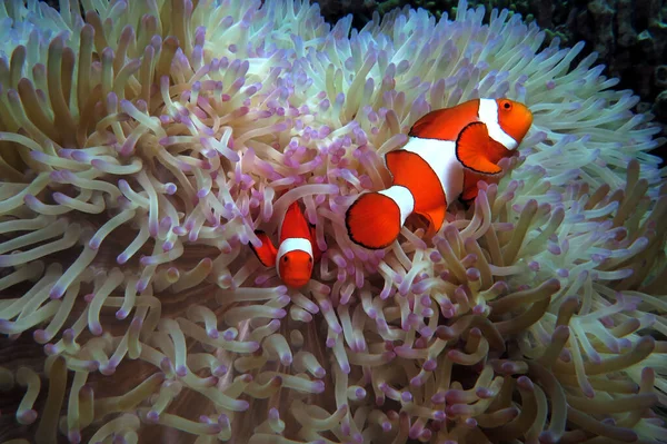 Deniz Şakayığı Cebu Filipinlerinde Sahte Palyaço Anemonisi — Stok fotoğraf