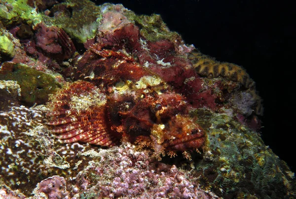 Bearded Scorpionfish Camouflaged Rocks Cebu Philippines — 图库照片
