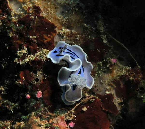 Blue Chromodoris Willani Nudibranch Crawling Cebu Philippines — Foto Stock