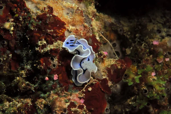 Blue Chromodoris Willani Nudibranch Crawling Cebu Philippines — 图库照片