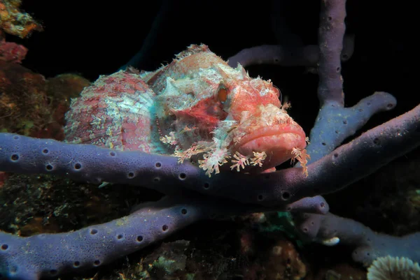 Szakállas Skorpióhal Pihen Egy Szürke Korall Pescador Sziget Fülöp Szigetek — Stock Fotó