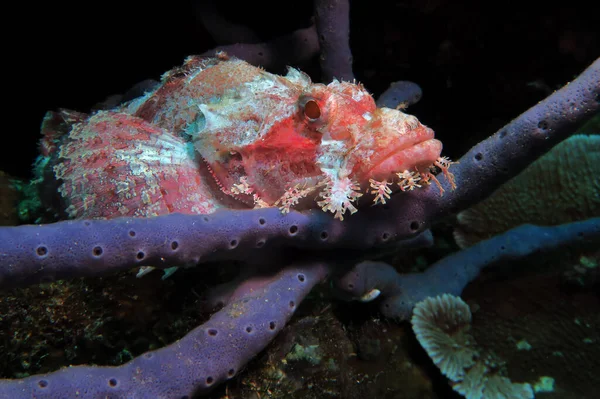 Bearded Scorpionfish Resting Grey Coral Pescador Island Philippines — Stockfoto