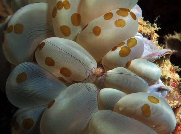 A Bubble coral shrimp in bubble coral Cebu Philippines
