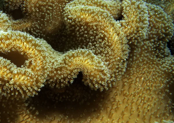 Champignon Doux Corail Cebu Philippines — Photo