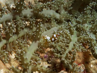 Seksi karides Cebu Filipinleri olarak da bilinen bir çömelmiş karides.