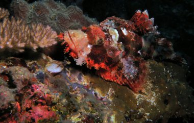 Front view of a Bearded Scorpionfish resting on corals Cebu Philippines