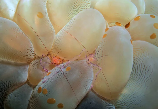 Pair Bubble Coral Shrimps Bubble Coral Cebu Philippines — Stockfoto