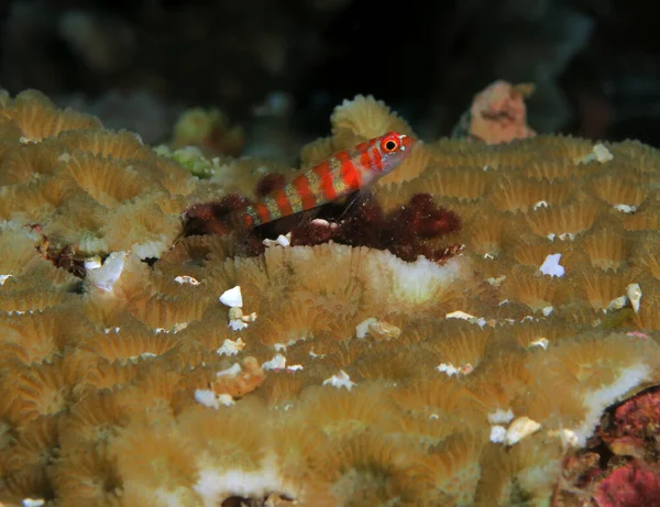 Red Striped Goby Brown Coral Cebu Philippines - Stock-foto