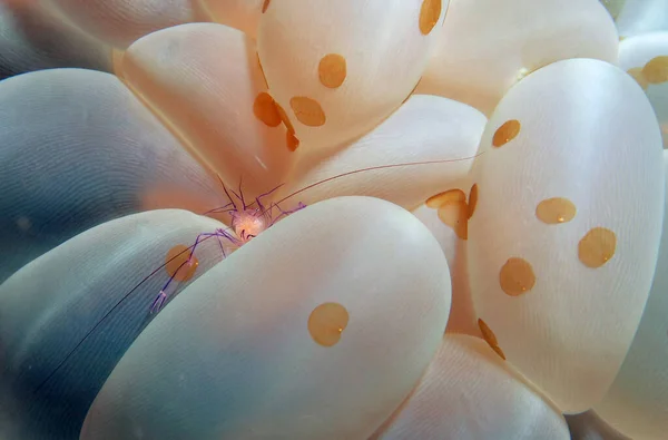 Bubble Coral Shrimp Hiding Bubble Coral Cebu Philippines — Foto de Stock