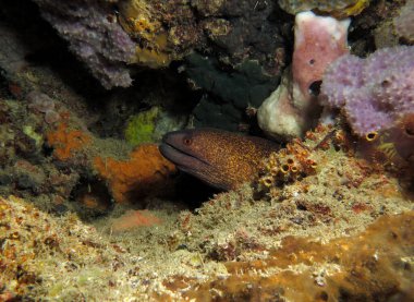 A Giant moray eel hidden amongst corals Boracay Philippines