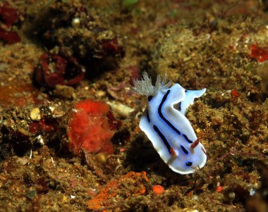 A Chromodoris Willani nudibranch Boracay Philippines