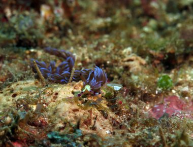 A Blue Dragon nudibranch crawling on corals Boracay Philippines  