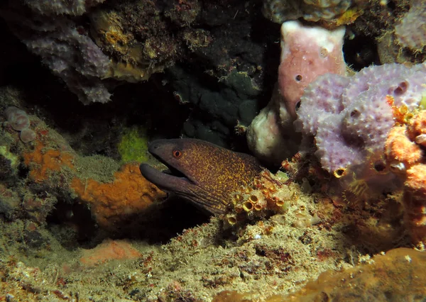 Giant Moray Eel Hidden Amongst Corals Boracay Philippines — 图库照片