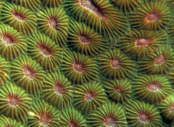 Imagen Cerca Diploastrea Heliopora Coral Isla Boracay Filipinas — Foto de Stock