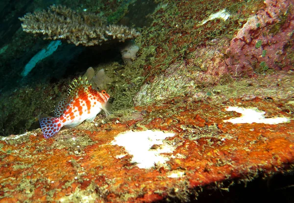 Spotted Hawkfish Resting Wing Plane Wreck Boracay Island Philippines — Zdjęcie stockowe