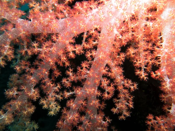Dendronephthya Hemprichi Coral Growing Wreck Boracay Island Philippines — Zdjęcie stockowe
