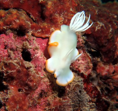 Ardeadoris egretta nudibranch crawling on red coral Cebu Philippines 