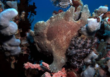 A green Frogfish walking on a Green cup coral Boracay Philippines