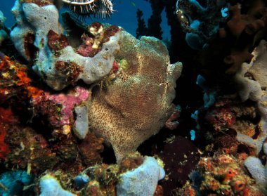 A green Frogfish walking on a Green cup coral Boracay Philippines