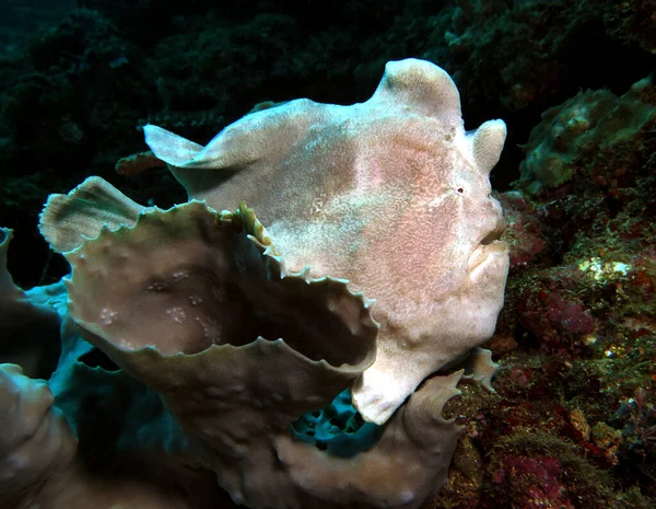 White Frogfish Grey Coral Boracay Island Philippines — Stock Photo, Image