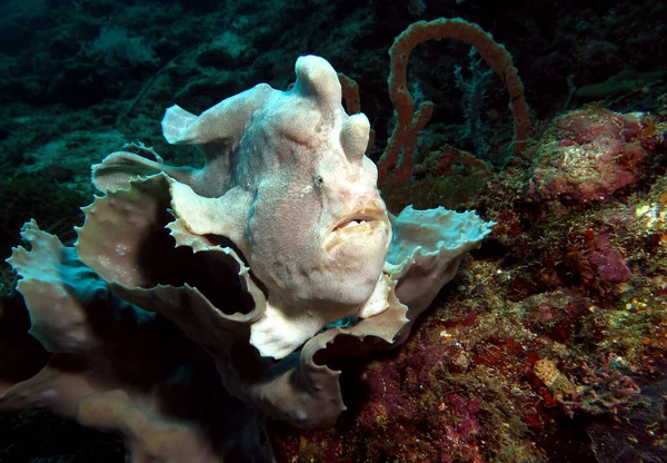 Gri bir mercan Boracay Adası Filipinlerinde beyaz bir kurbağa balığı 