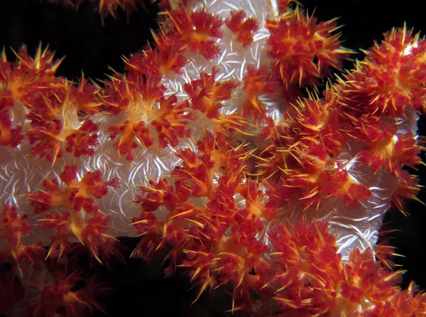 Close View Dendronephthya Hemprichi Coral Pescador Island Philippines — Zdjęcie stockowe