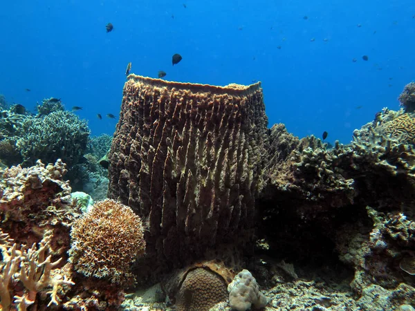Giant Barrel Sponge Boracay Island Philippines — 图库照片