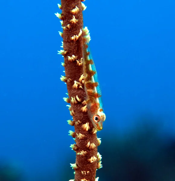 Goby Whip Coral Boracay Island Philippines — Stockfoto