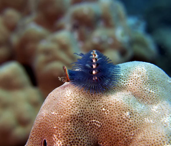 Blue Christmas Tree Worm Spirobranchus Giganteus Boracay Island Philippines — Fotografia de Stock