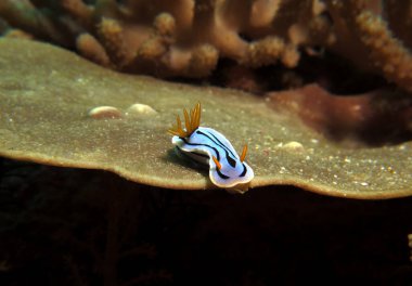 A Chromodoris Lochi nudibranch on a brown soft coral Boracay Island Philippines 
