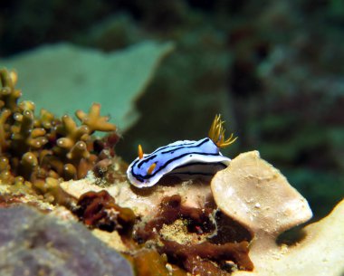 A Chromodoris Lochi nudibranch Boracay Island Philippines