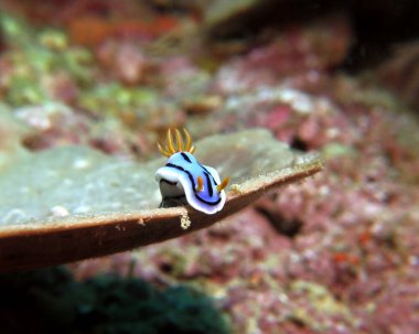 A Chromodoris Lochi nudibranch on a brown soft coral Boracay Island Philippines