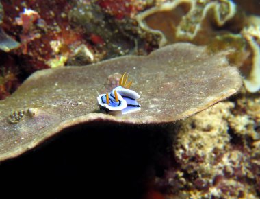 A Chromodoris Lochi nudibranch on a brown soft coral Boracay Island Philippines