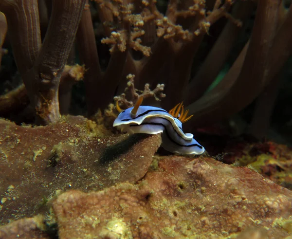 Chromodoris Lochi Nudibranch Crawling Corals Boracay Philippines — Stock Photo, Image