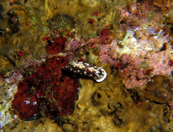 Chromodoris Geometrica Nudibranch Crawling Boracay Island Philippines — Foto Stock
