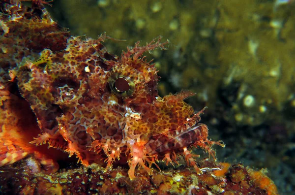 Bearded Scorpionfish Boracay Philippines —  Fotos de Stock