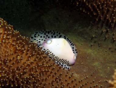 Black-spotted egg cowrie Boracay Island Philippines