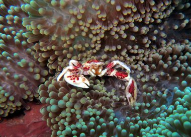 Boracay Adası Filipinlerinde bir porselen yengeç 