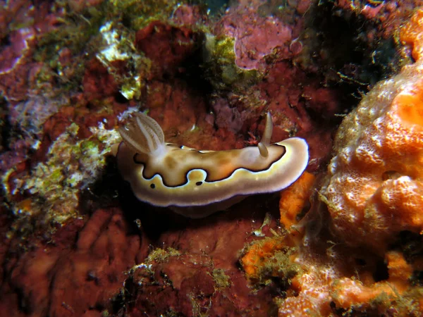 Goniobranchus Coi Nudibranch Boracay Philippines —  Fotos de Stock
