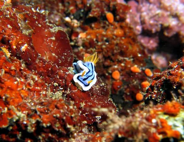 Chromodoris Lochi Nudibranch Boracay Island Philippines — Stock Photo, Image